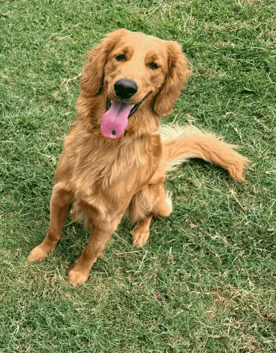 Golden Noel puppy photo