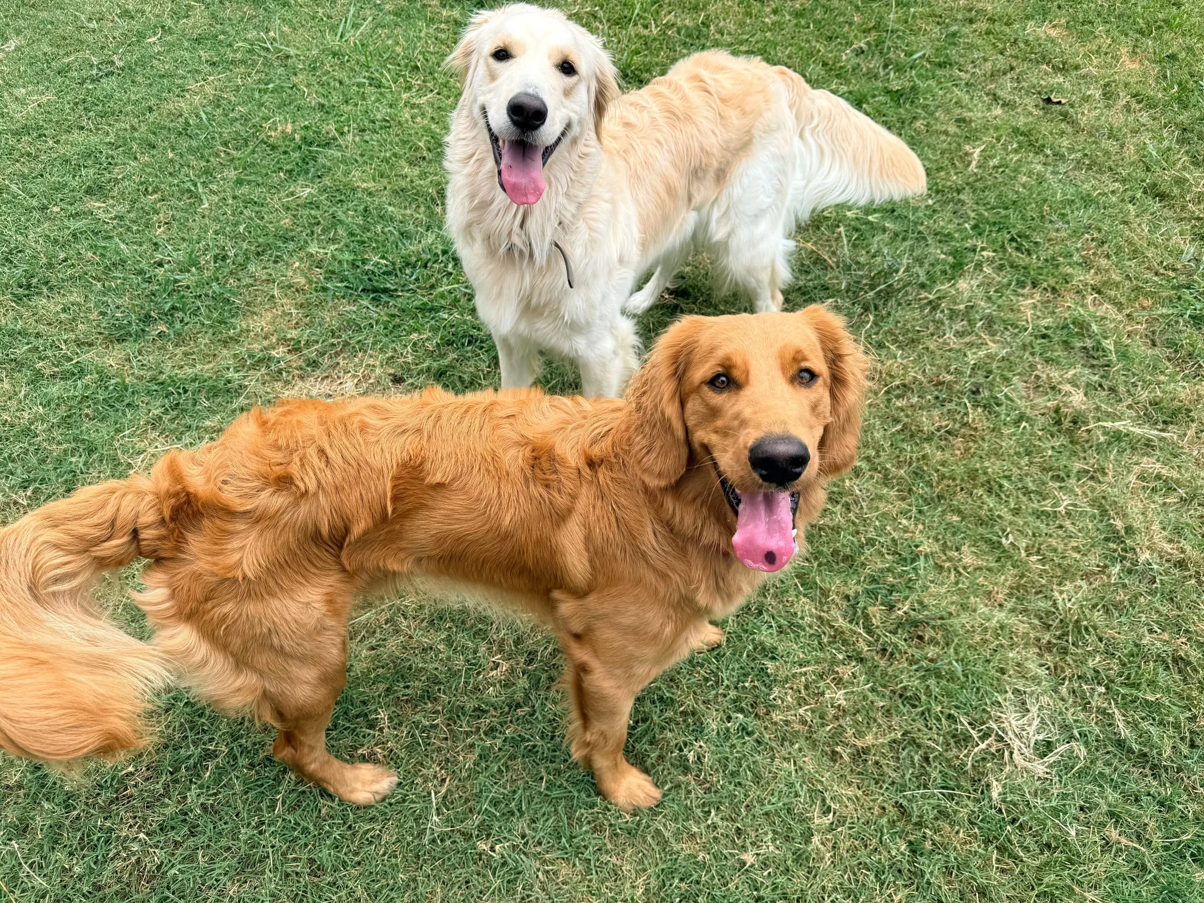 Golden Noel puppy photo
