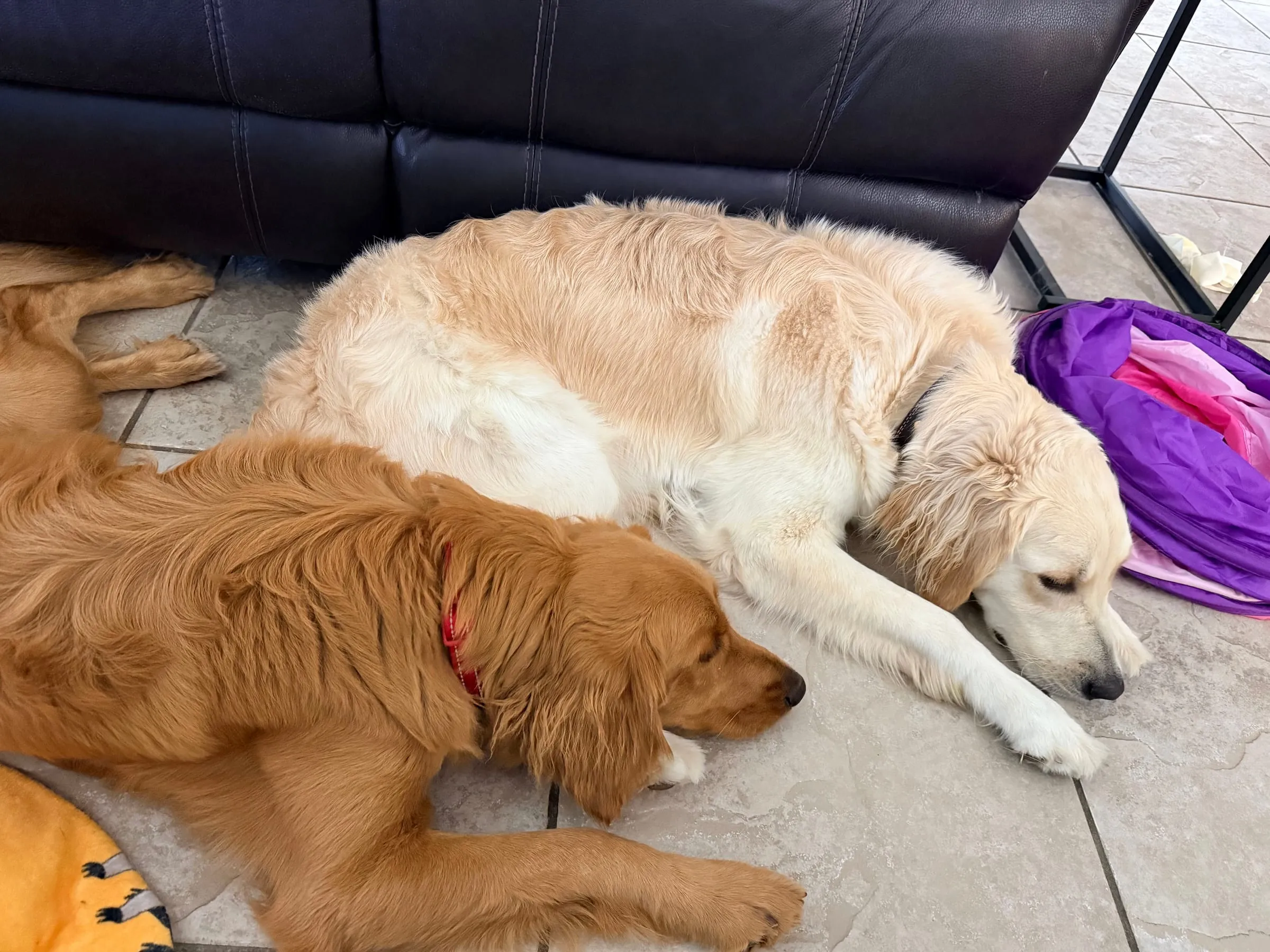 Golden Noel puppy photo