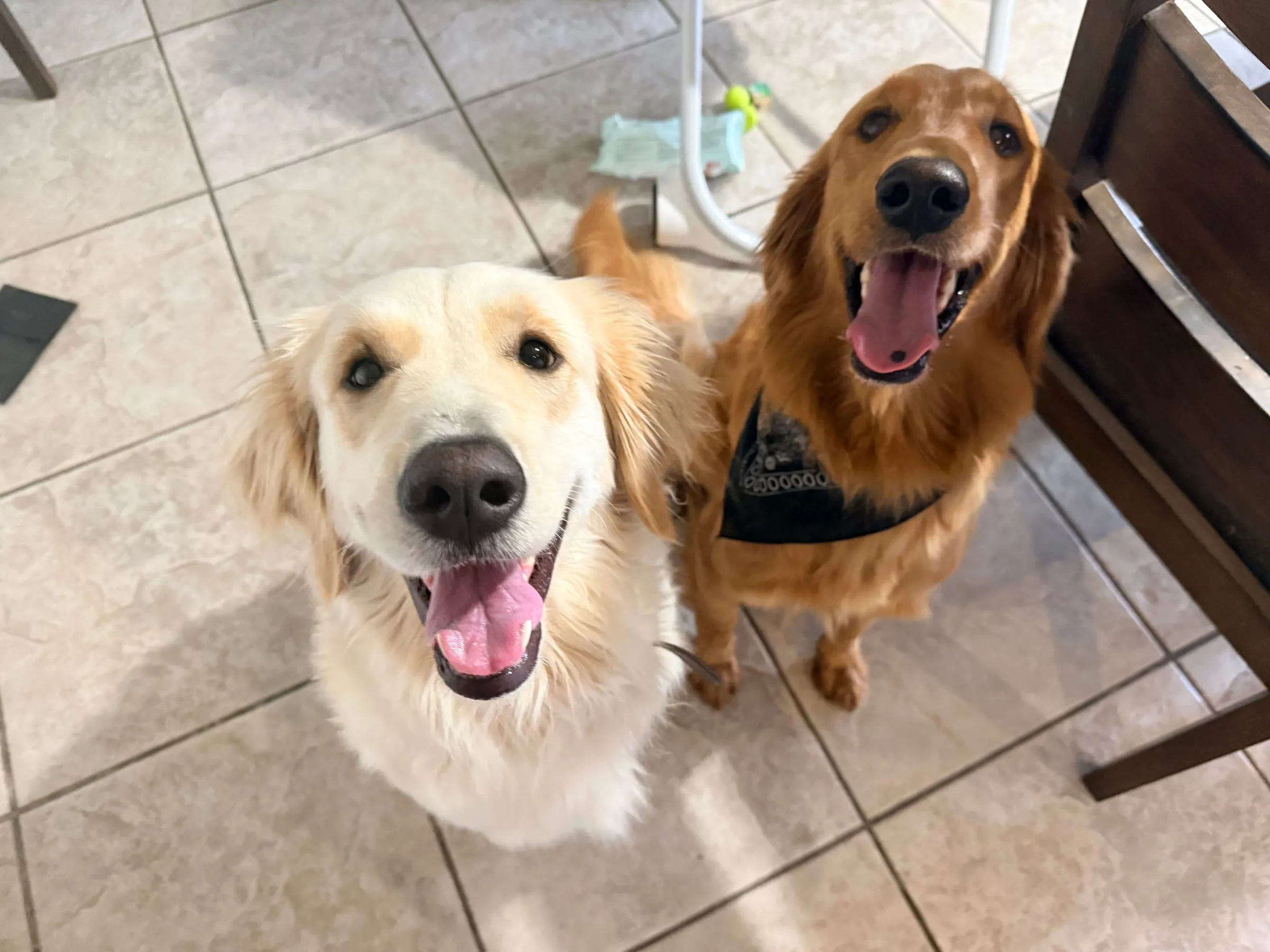 Golden Noel puppy photo