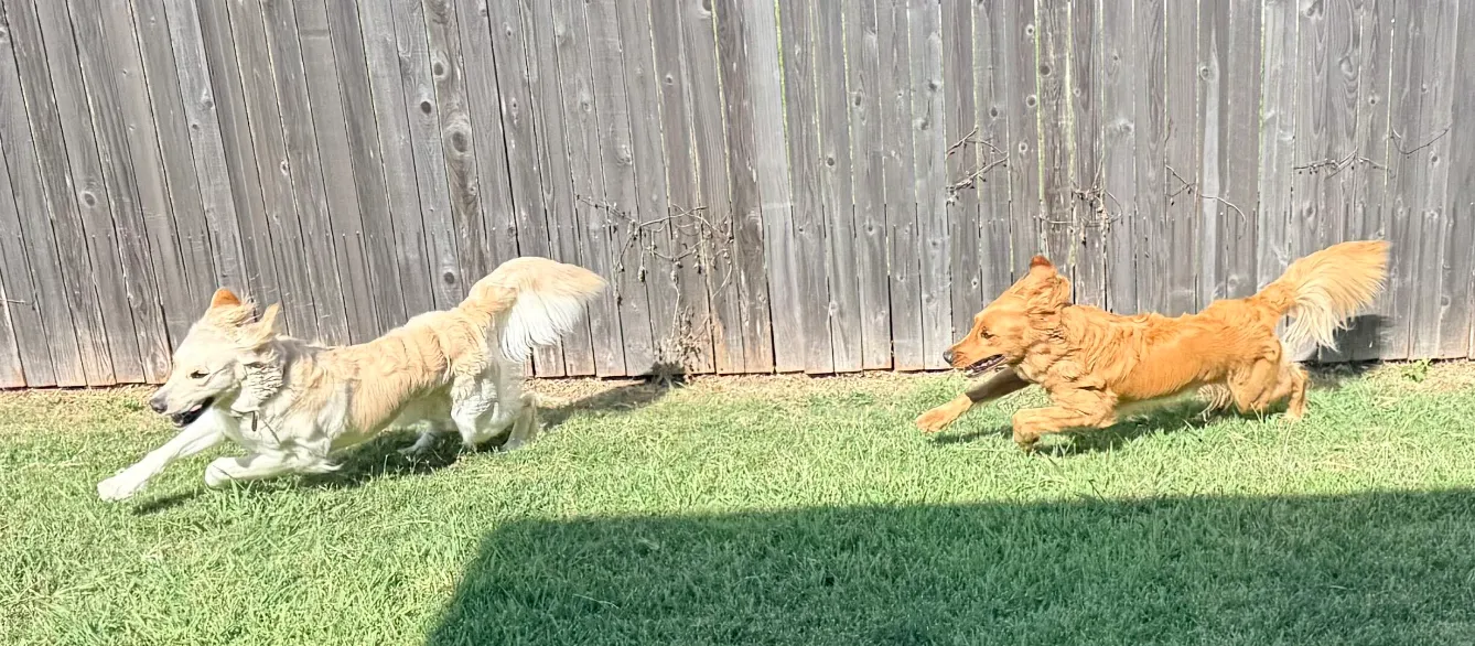 Playing chase