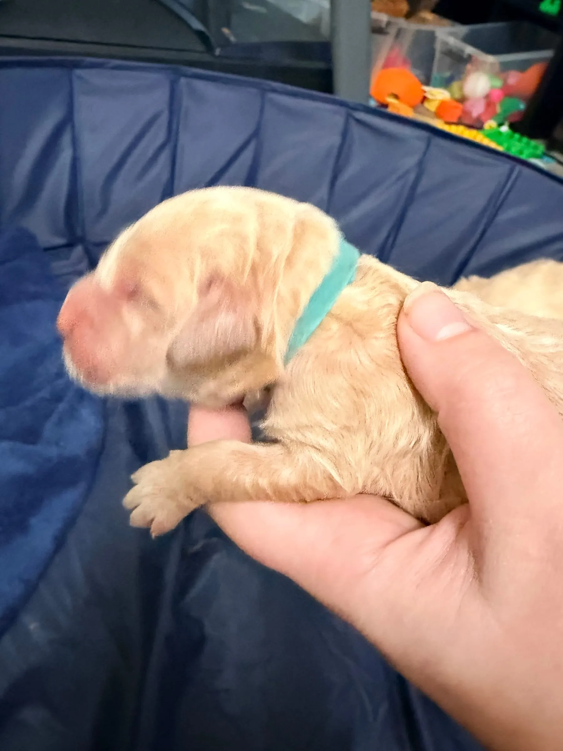 Bluey - Day 1