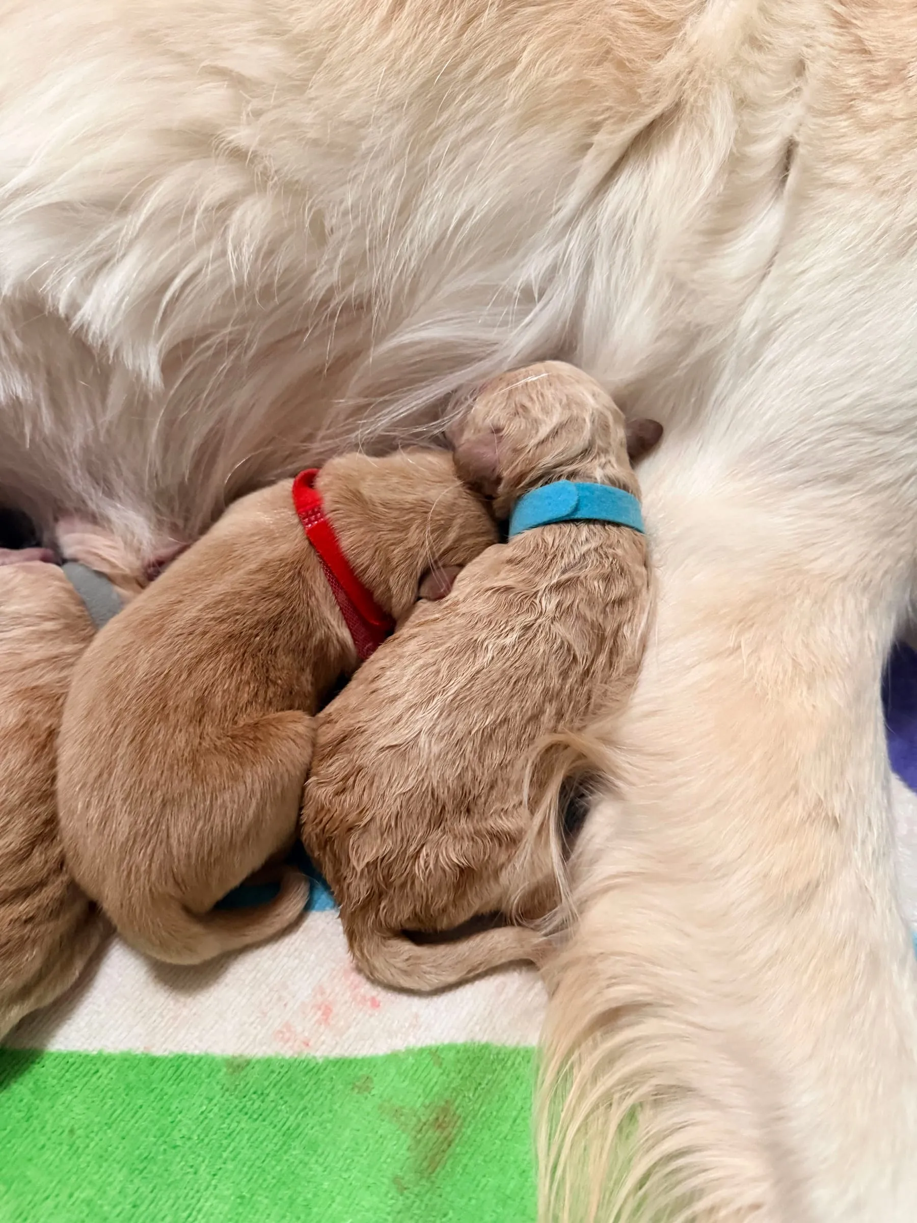 Snuggles by mom are the best