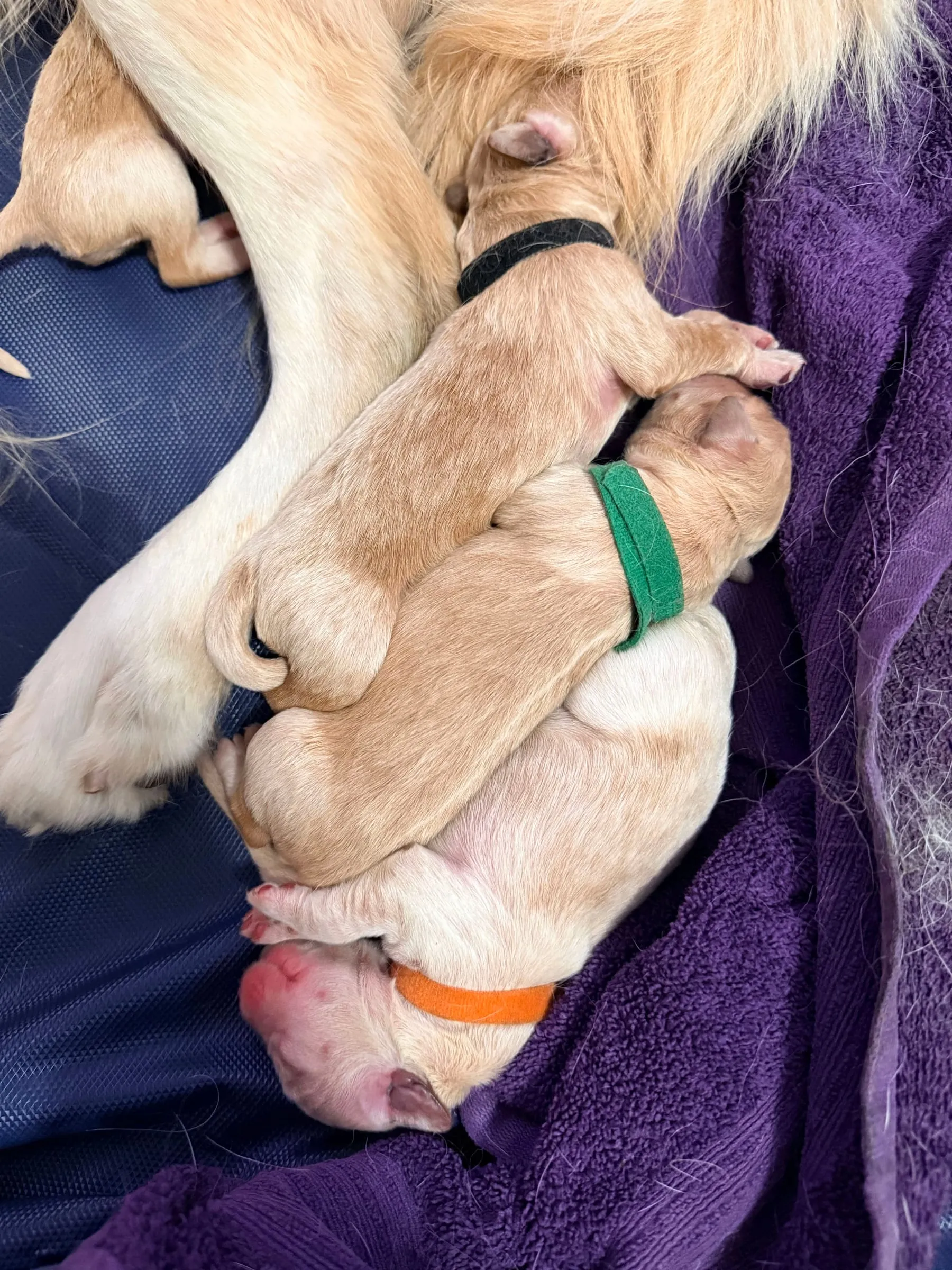 Puppy snuggles