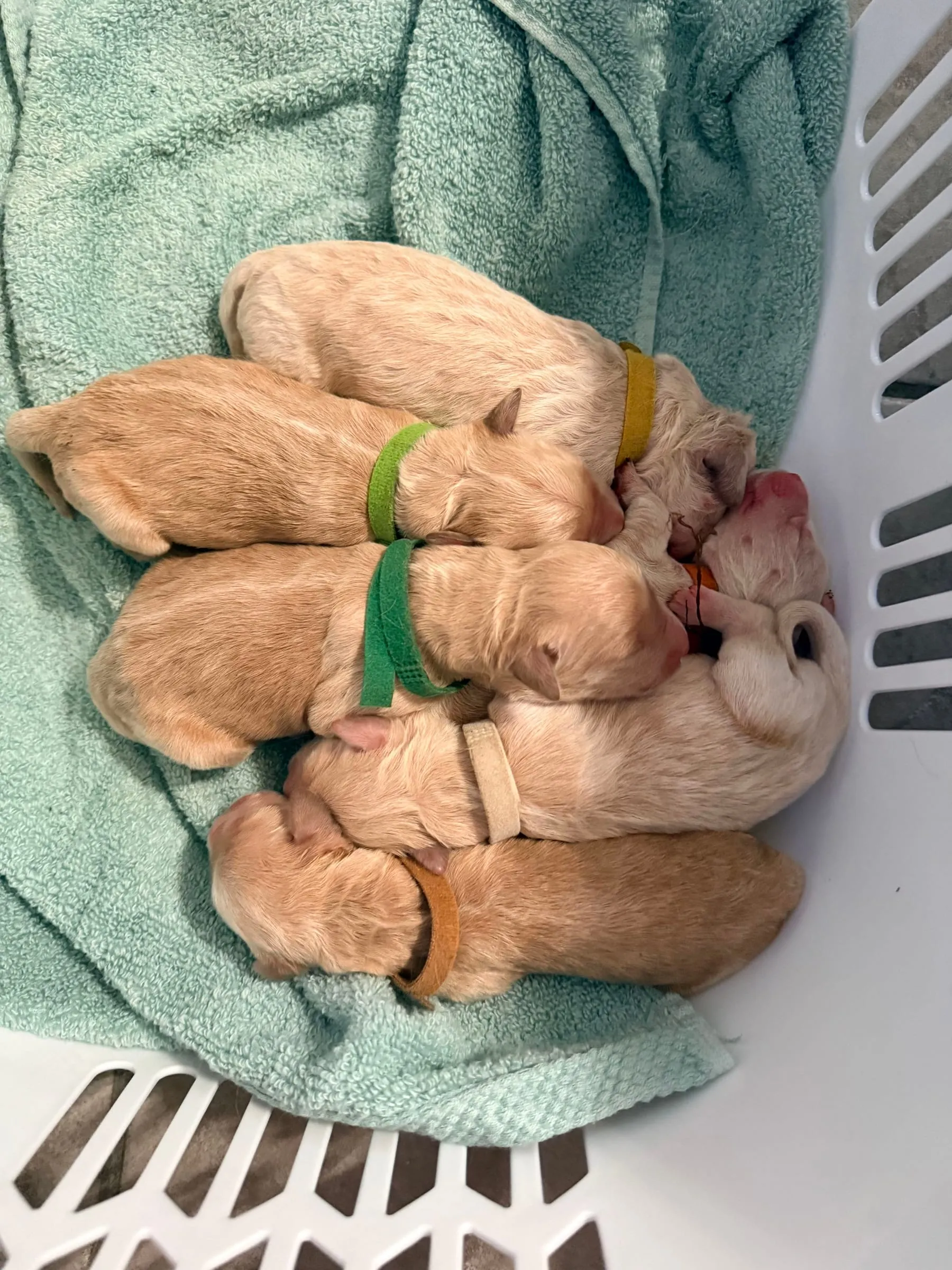 Basket nap