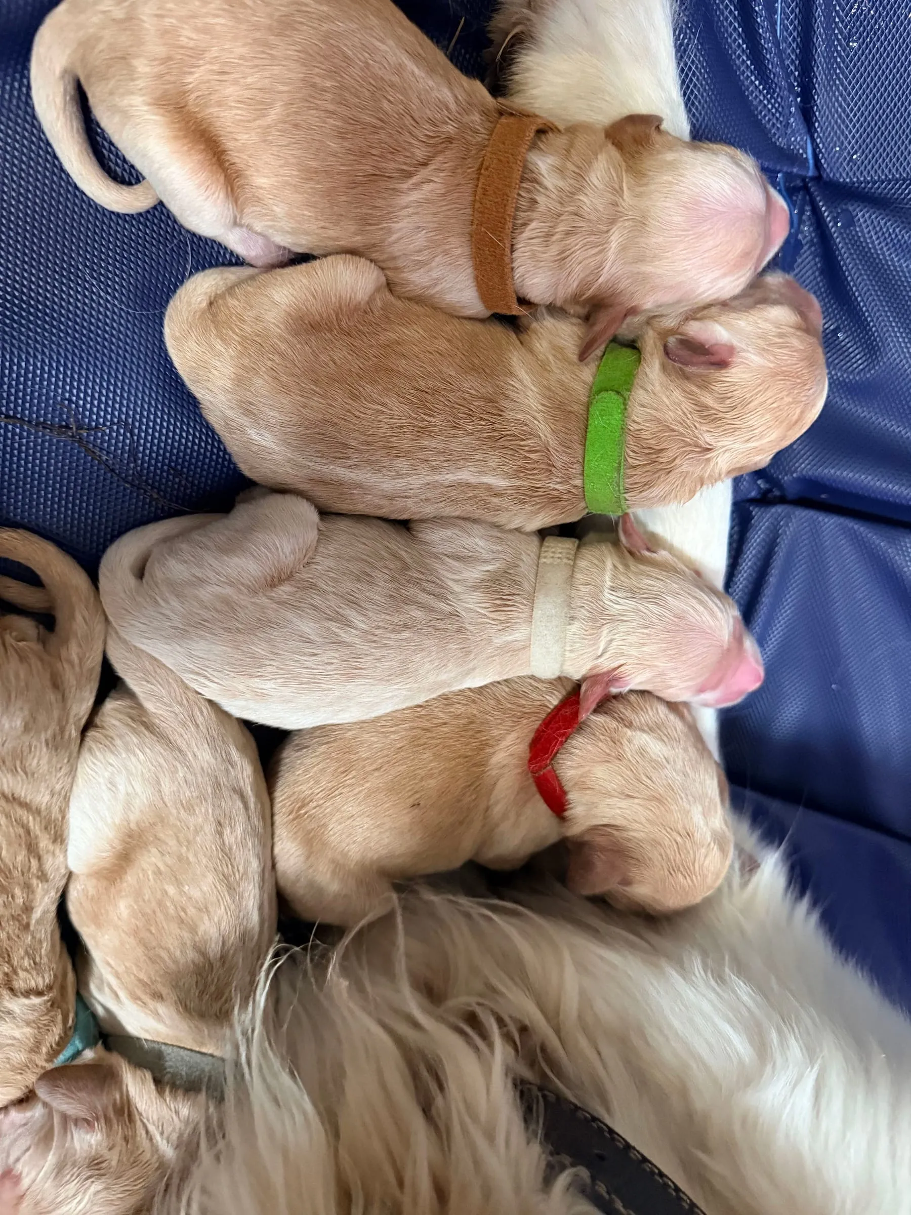 Puppy pile