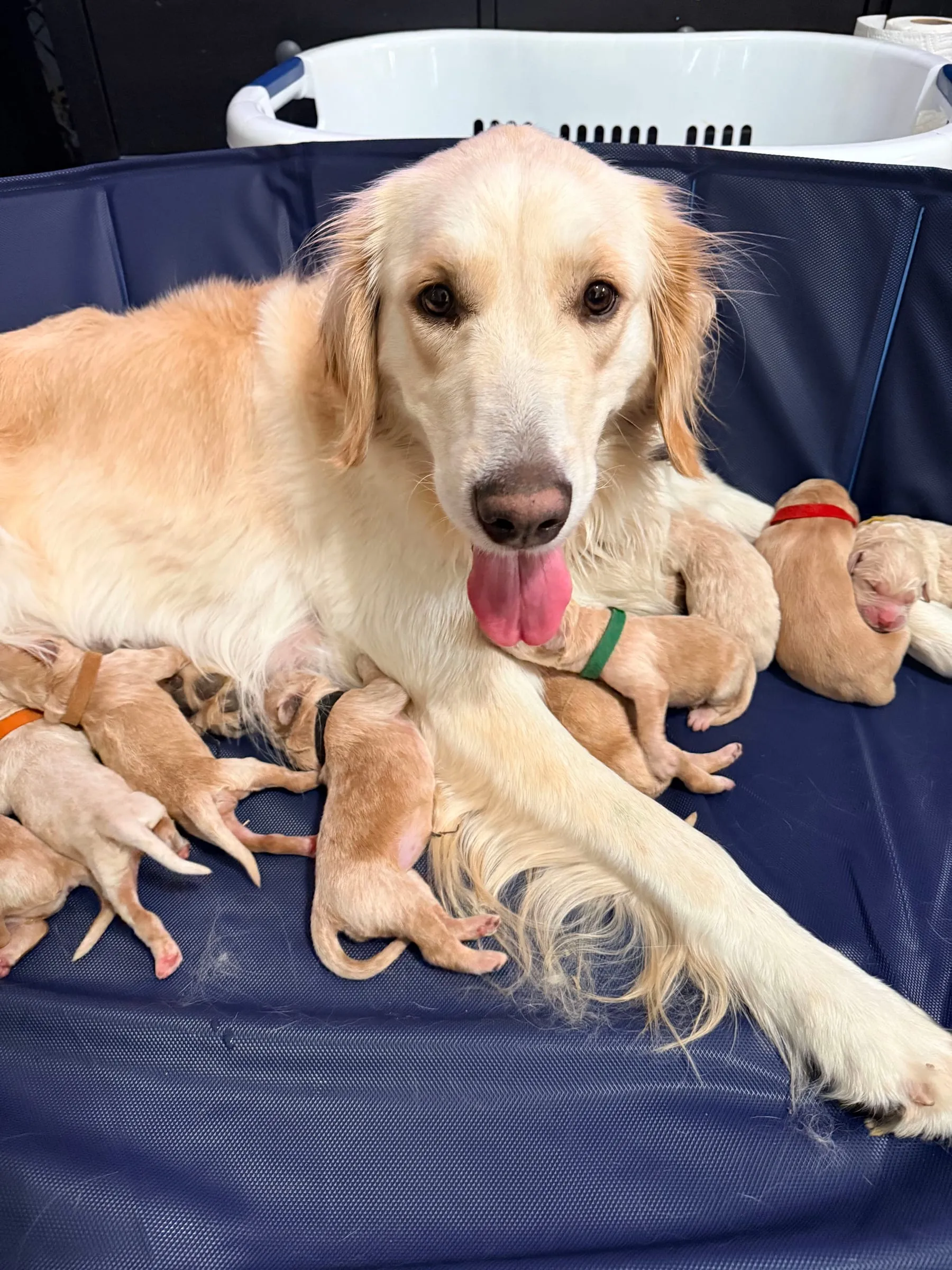 Mercy and her litter