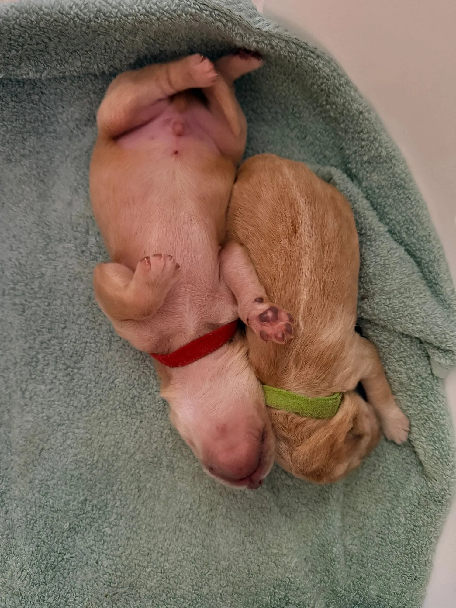 Those deep milk sleeps
